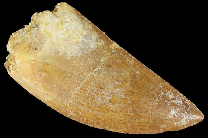 Serrated, Carcharodontosaurus Tooth - Real Dinosaur Tooth #85905